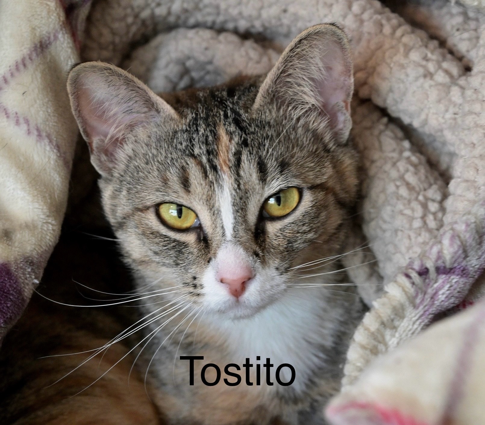 Toasty, an adoptable Domestic Short Hair in Chilliwack, BC, V2P 6H3 | Photo Image 1