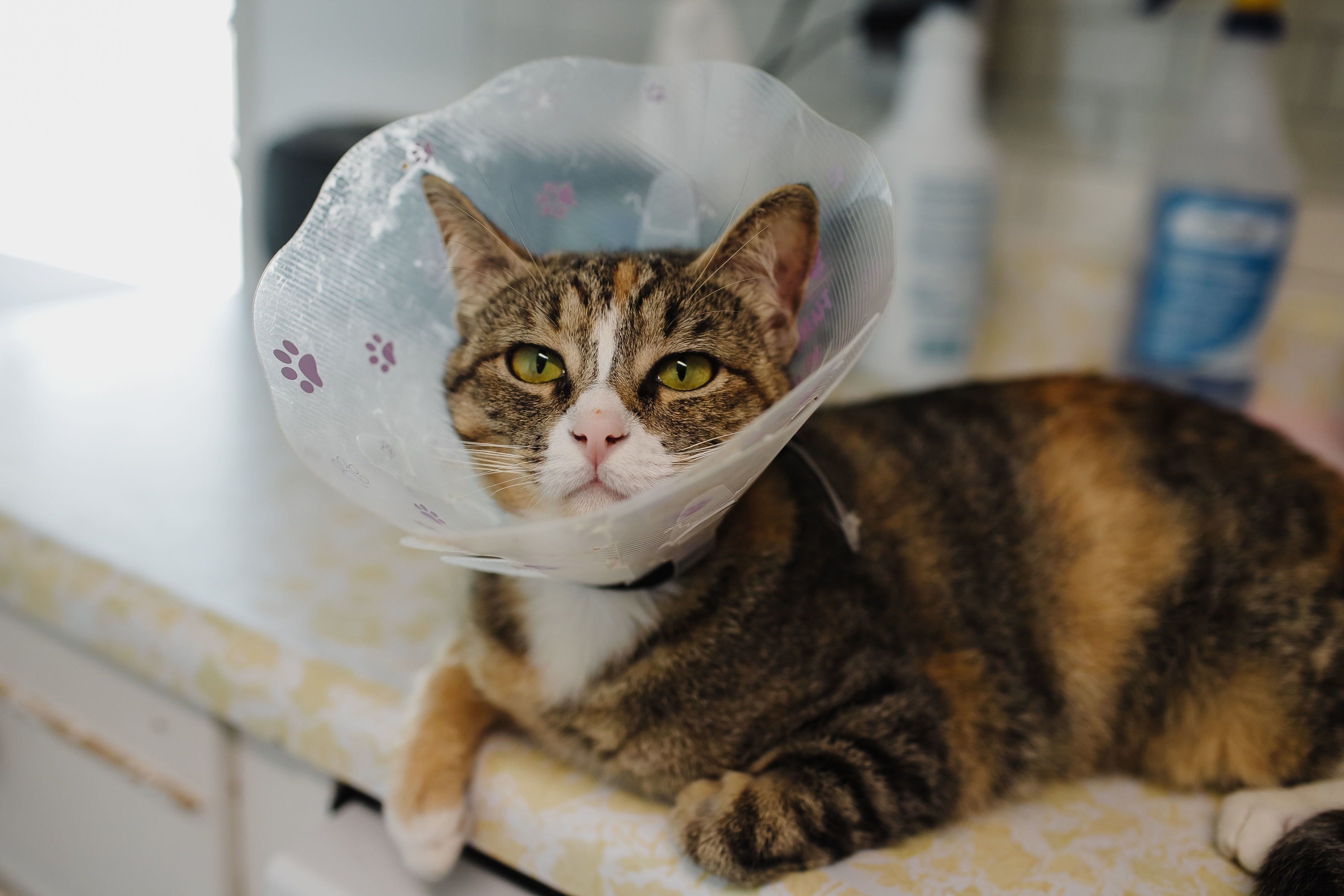 Toasty, an adoptable Domestic Short Hair in Chilliwack, BC, V2P 6H3 | Photo Image 2