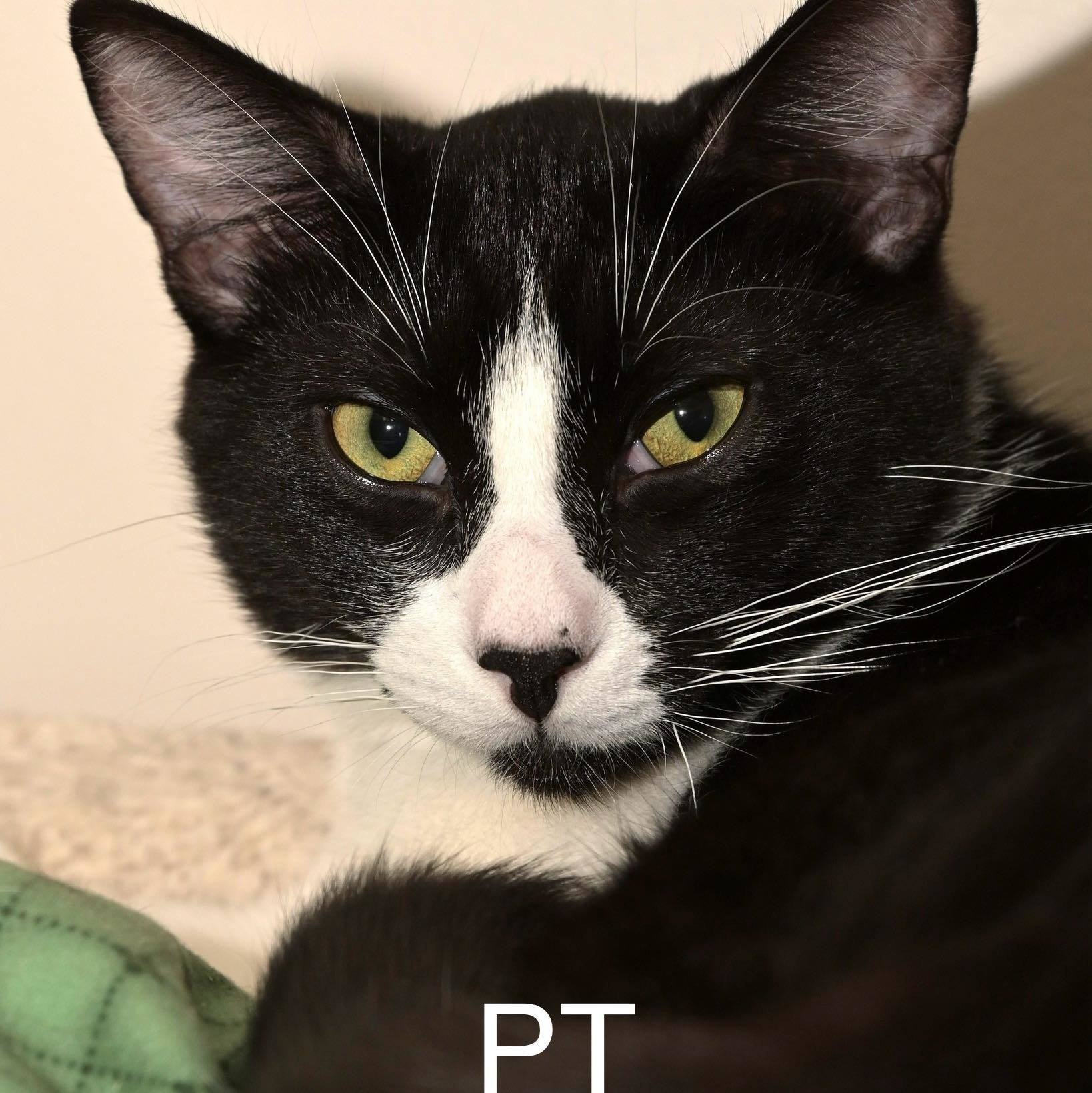 P.T., an adoptable Domestic Short Hair in Chilliwack, BC, V2P 6H3 | Photo Image 1