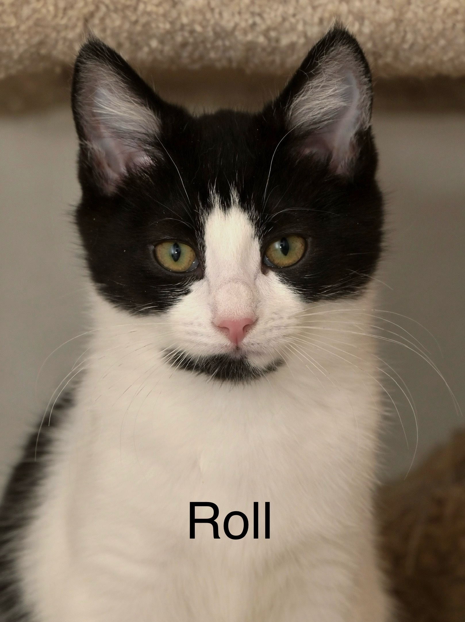 Roll, an adoptable Domestic Short Hair in Chilliwack, BC, V2P 6H3 | Photo Image 1