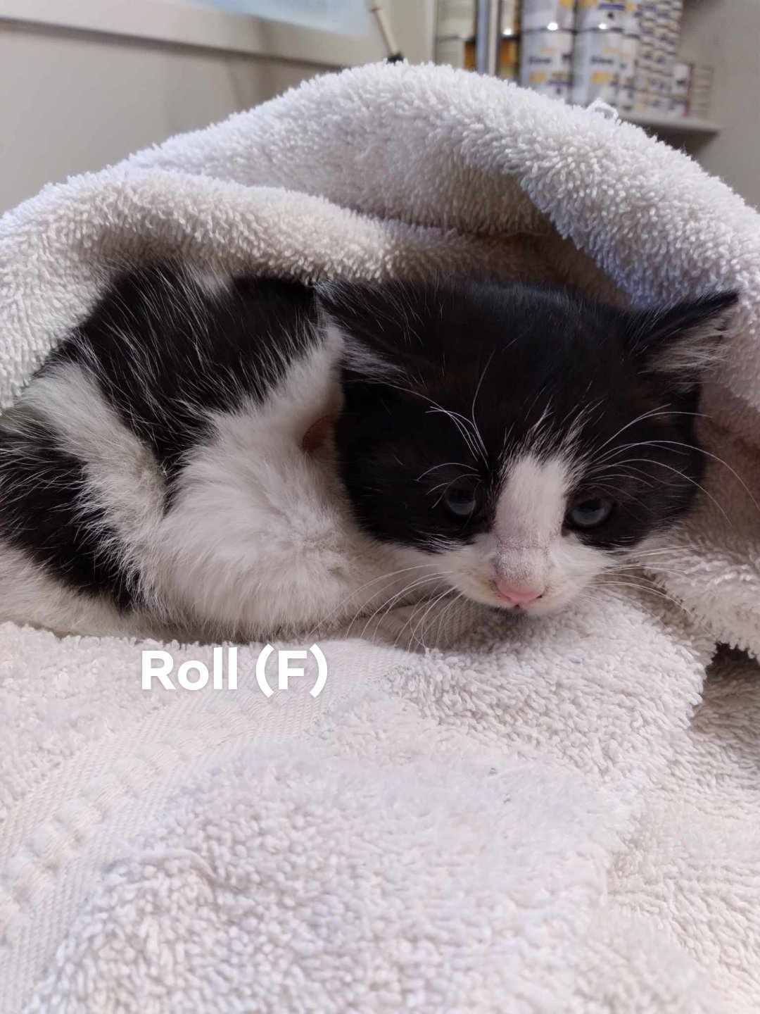 Roll, an adoptable Domestic Short Hair in Chilliwack, BC, V2P 6H3 | Photo Image 2