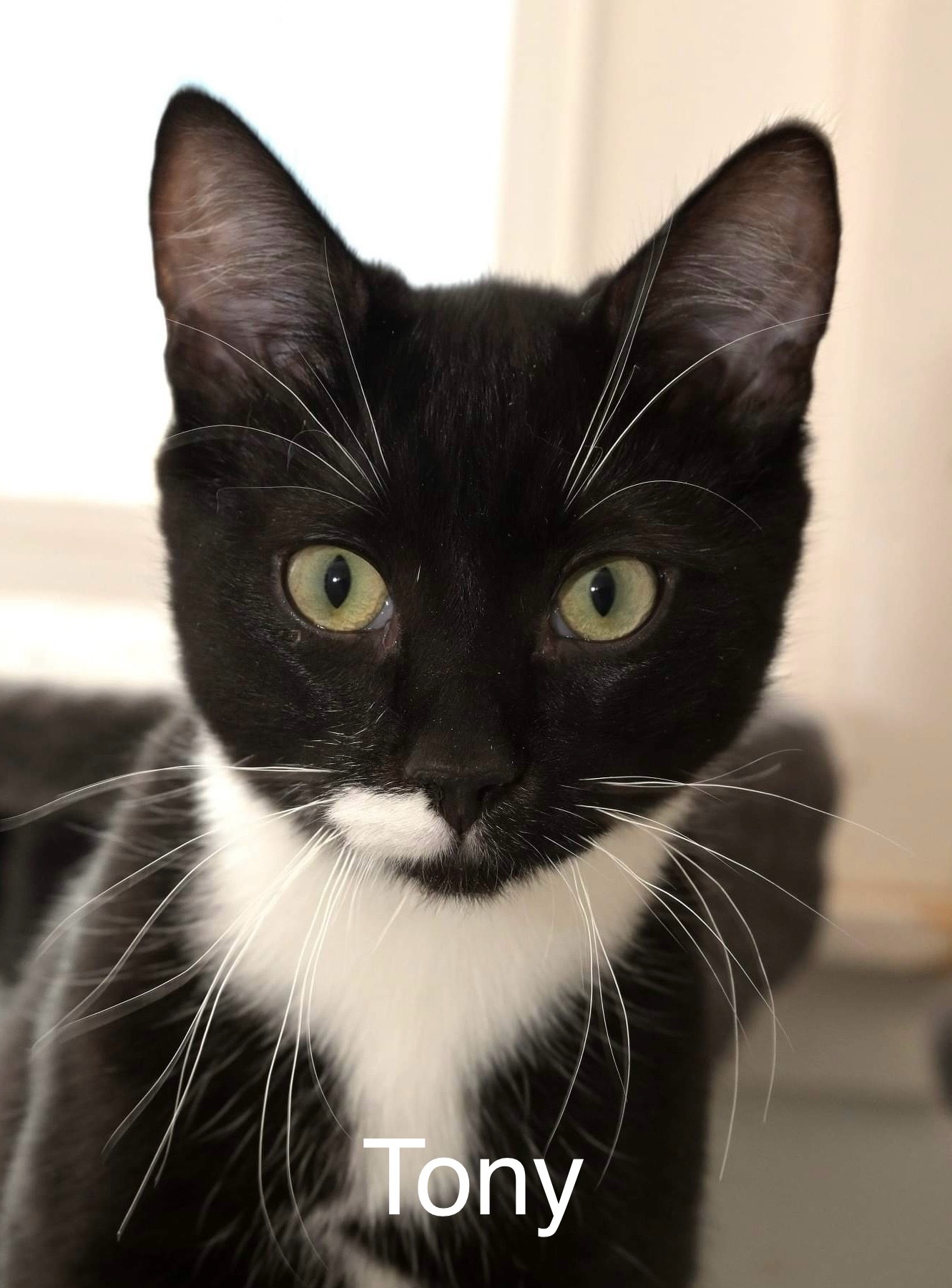 Tony, an adoptable Domestic Short Hair in Chilliwack, BC, V2P 6H3 | Photo Image 1
