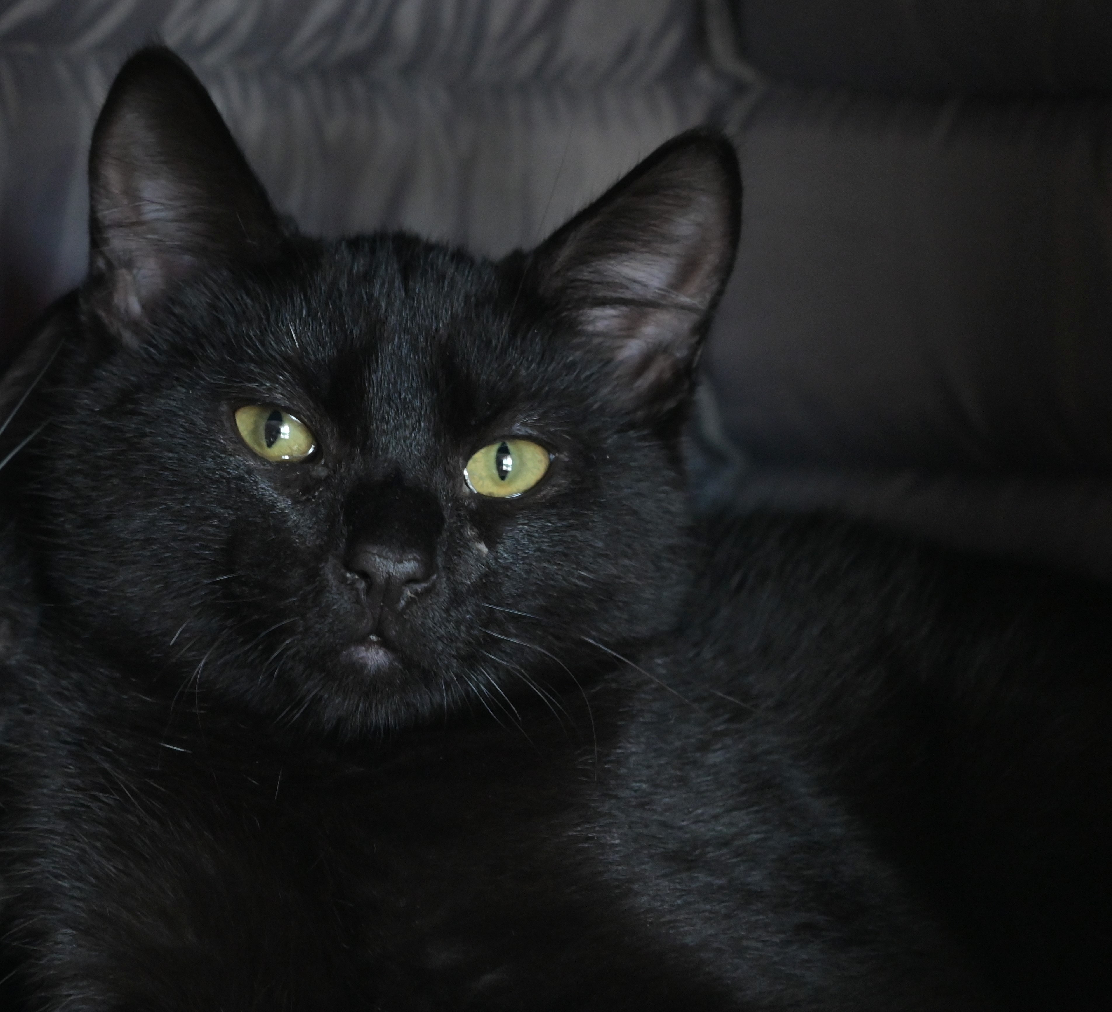 Ravi, an adoptable Domestic Short Hair in Chilliwack, BC, V2P 6H3 | Photo Image 1