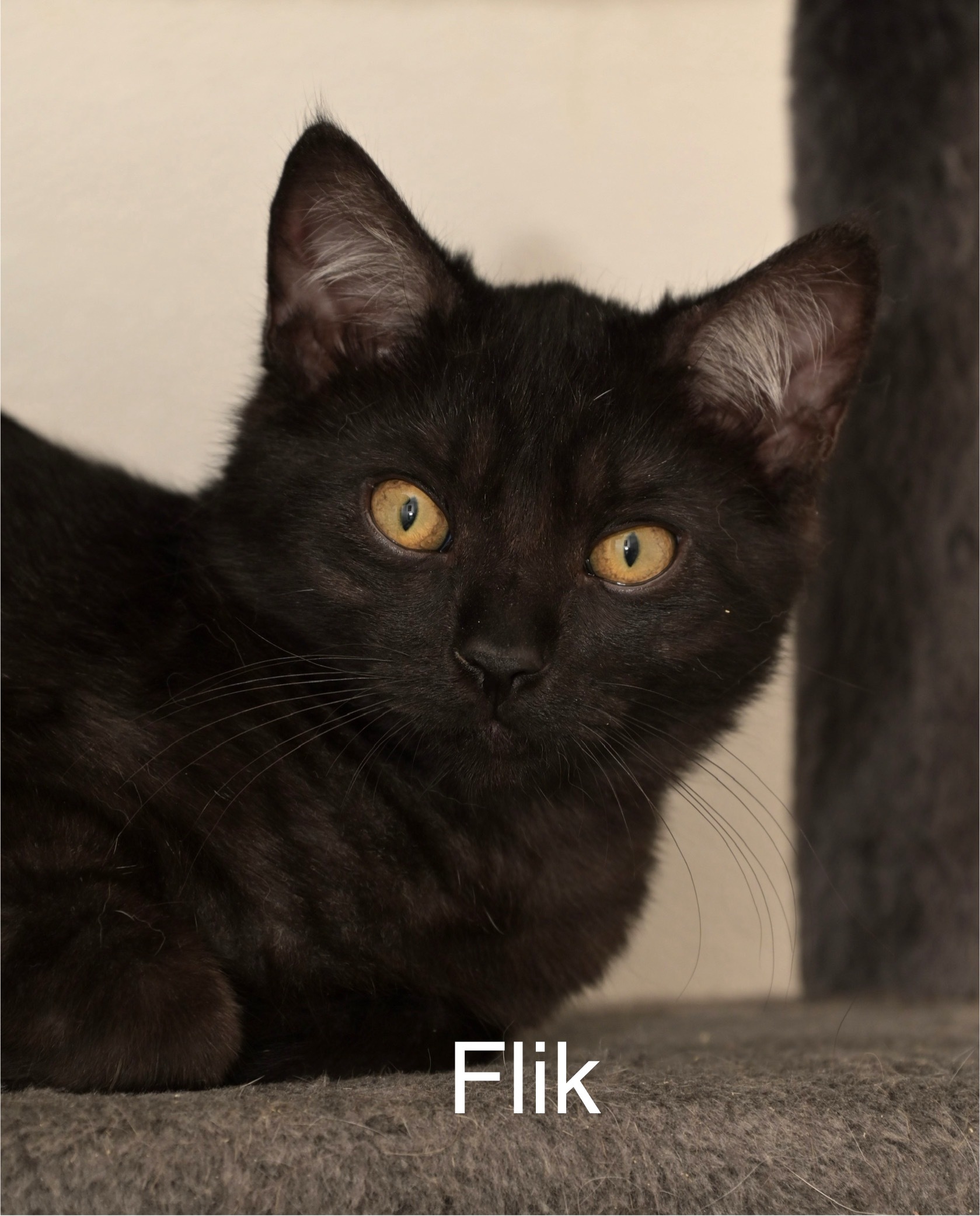 Flik, an adoptable Domestic Short Hair in Chilliwack, BC, V2P 6H3 | Photo Image 1