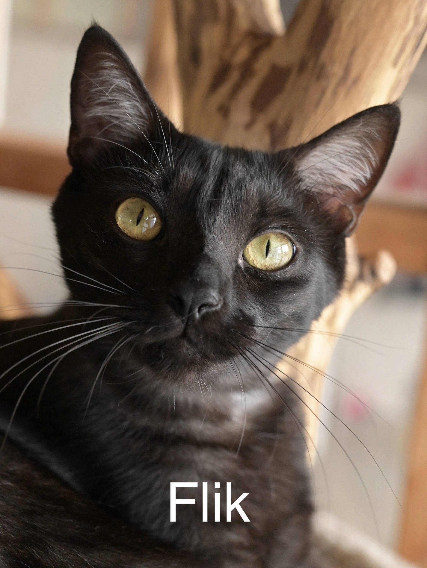 Flik, an adoptable Domestic Short Hair in Chilliwack, BC, V2P 6H3 | Photo Image 2