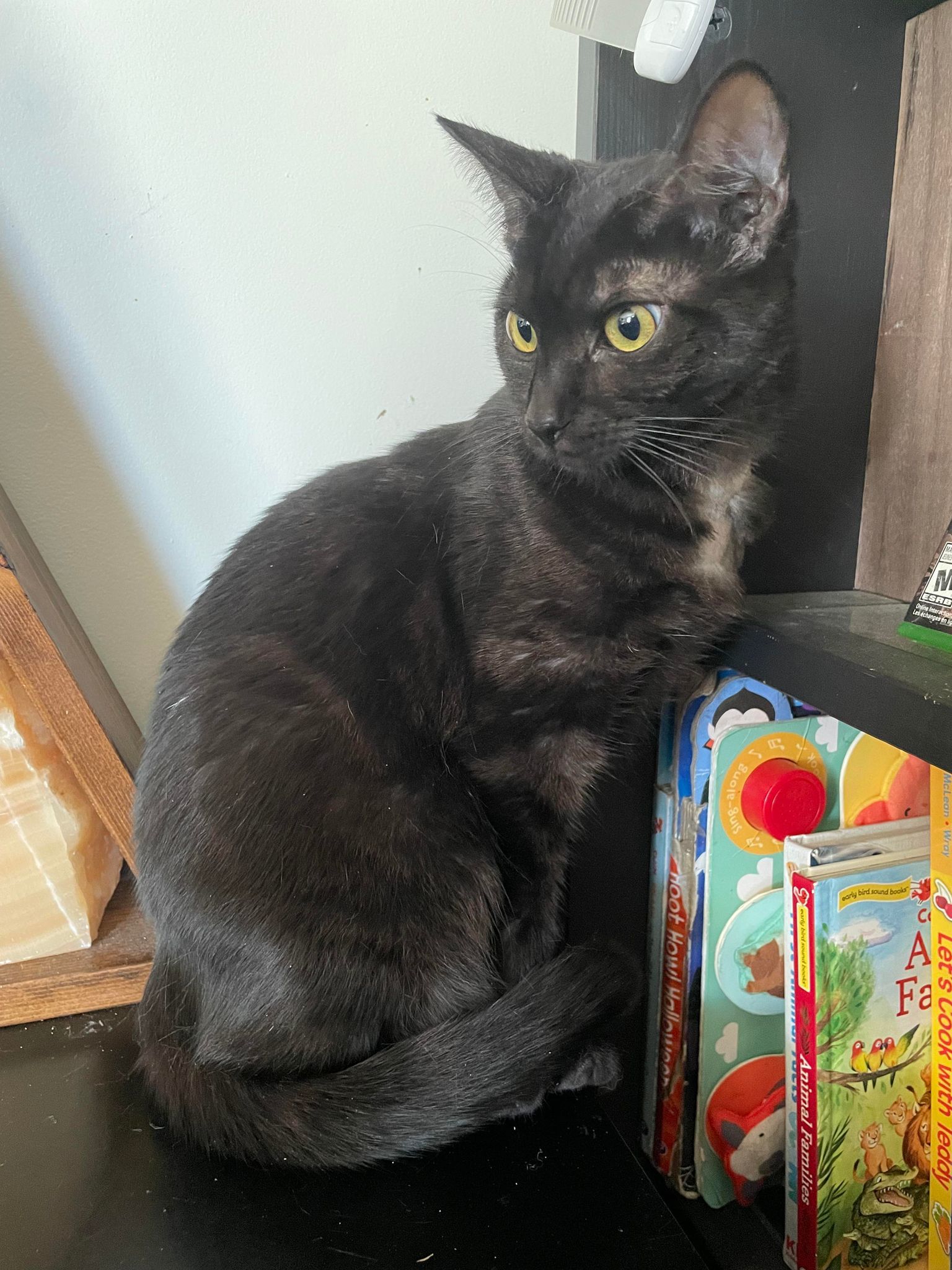 Princess Dot, an adoptable Domestic Short Hair in Chilliwack, BC, V2P 6H3 | Photo Image 1