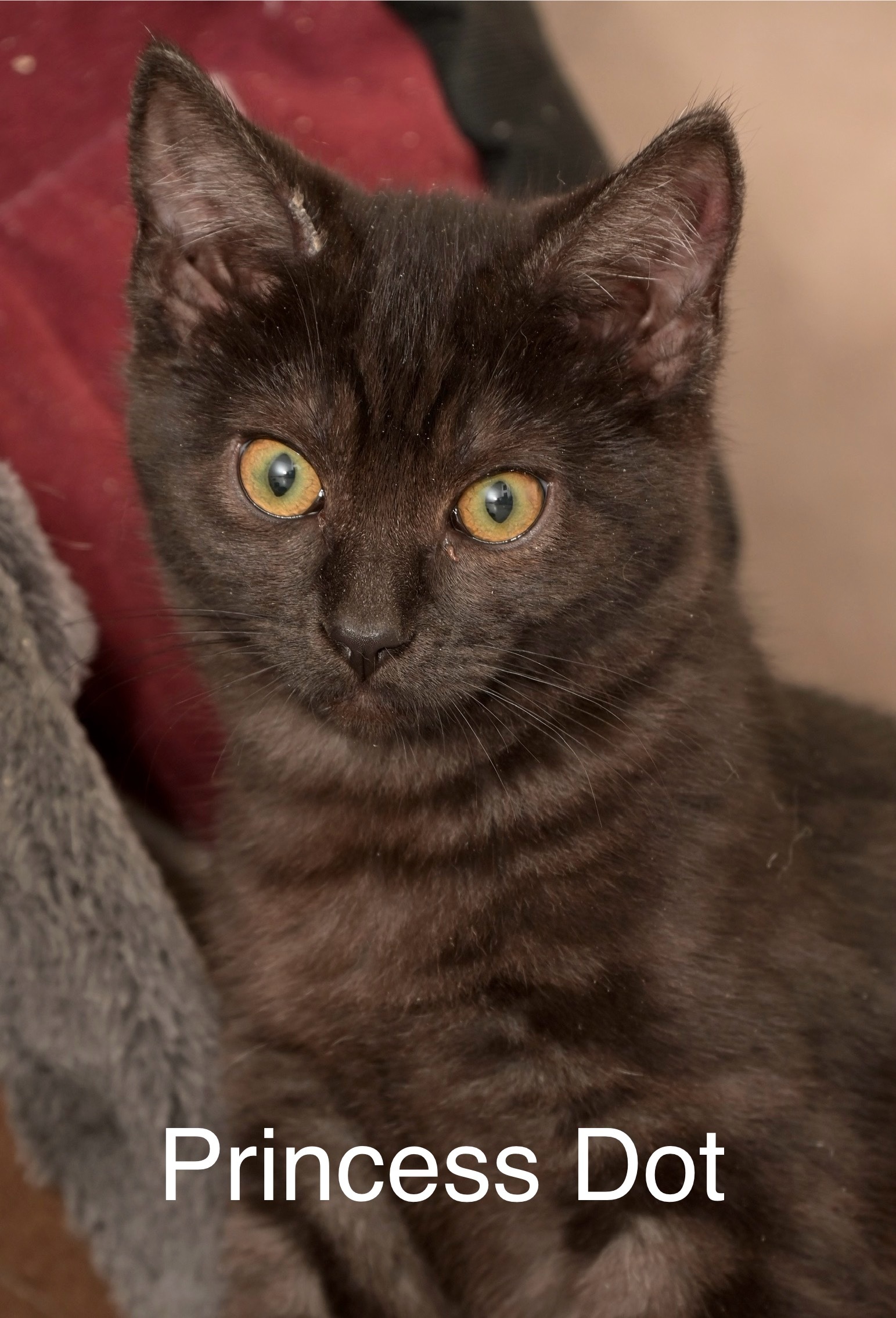Princess Dot, an adoptable Domestic Short Hair in Chilliwack, BC, V2P 6H3 | Photo Image 2