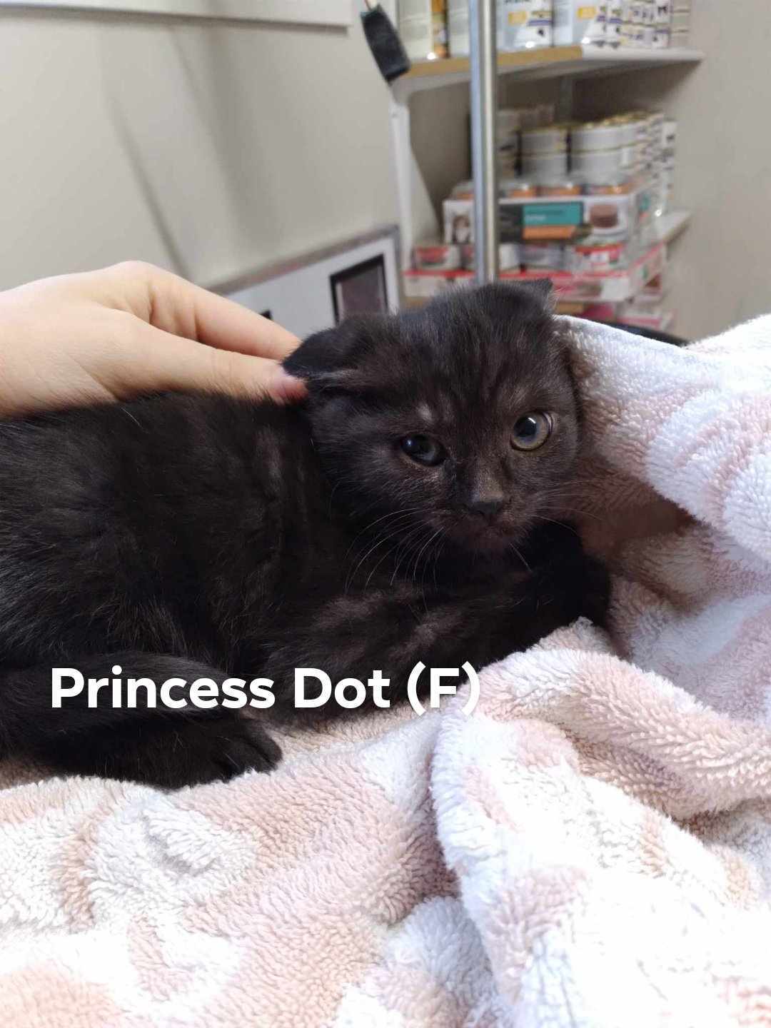 Princess Dot, an adoptable Domestic Short Hair in Chilliwack, BC, V2P 6H3 | Photo Image 3
