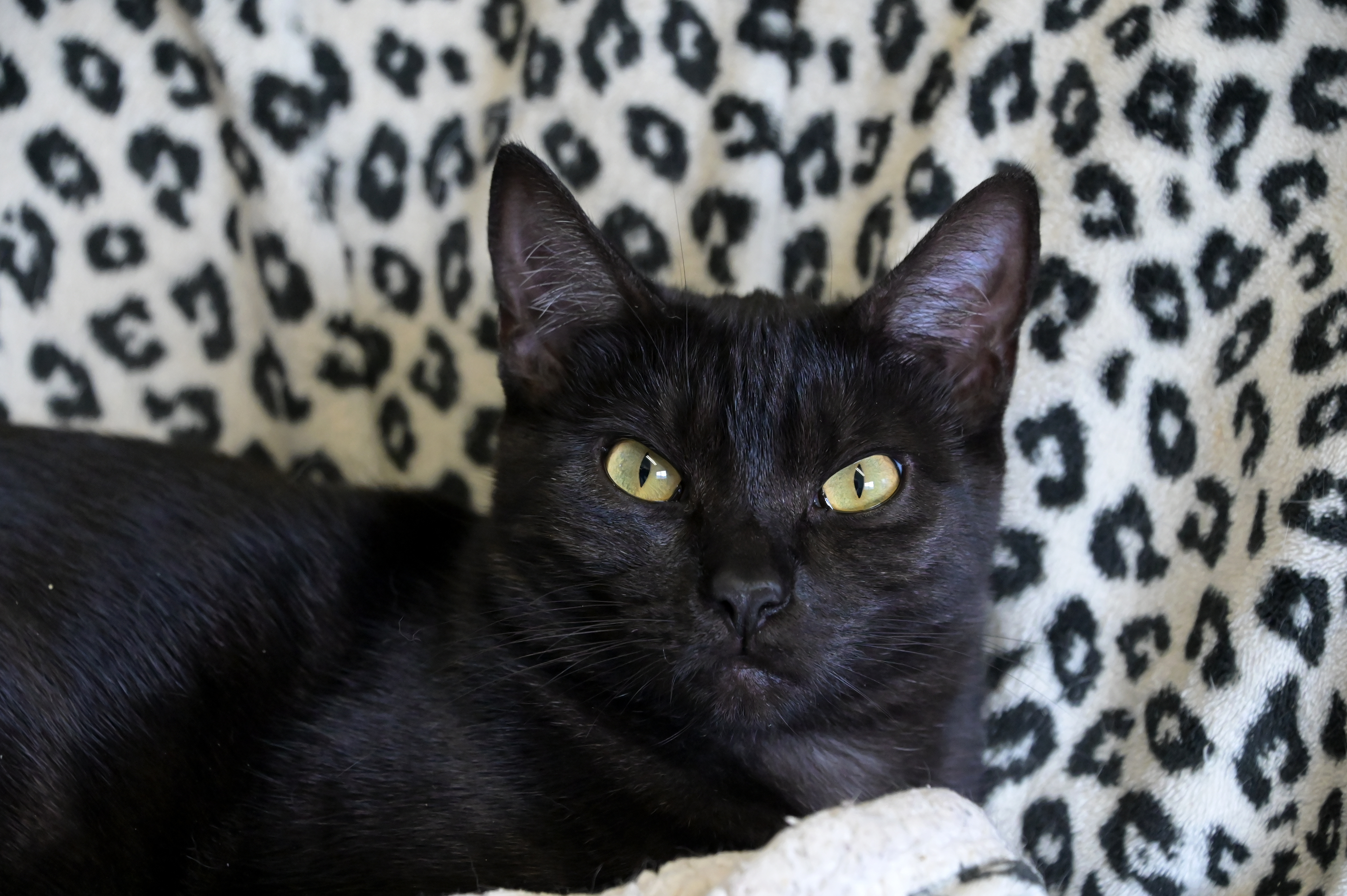 Princess Dot, an adoptable Domestic Short Hair in Chilliwack, BC, V2P 6H3 | Photo Image 4