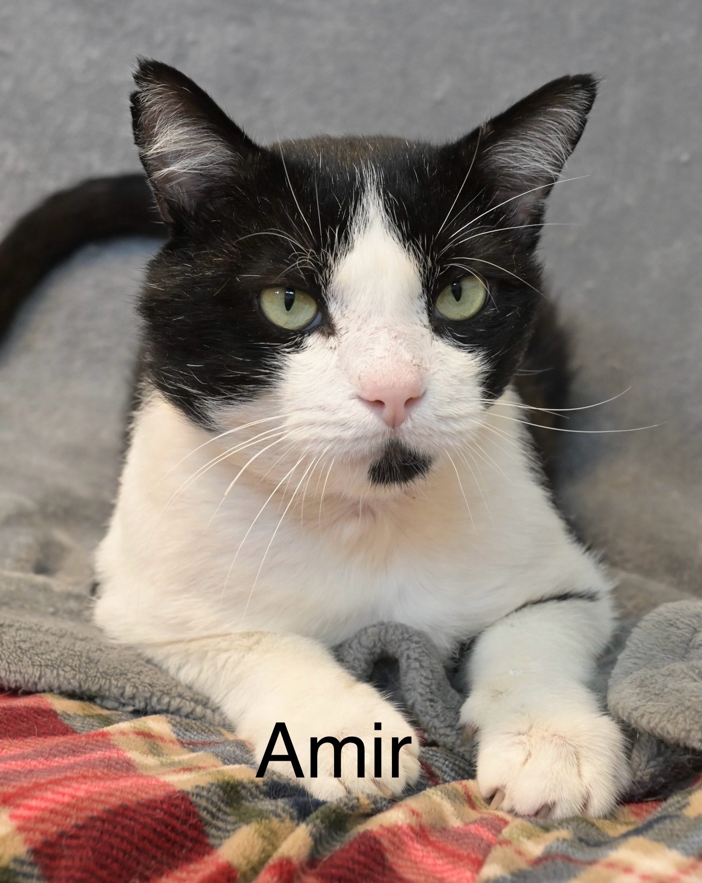 Amir, an adoptable Domestic Short Hair in Chilliwack, BC, V2P 6H3 | Photo Image 1