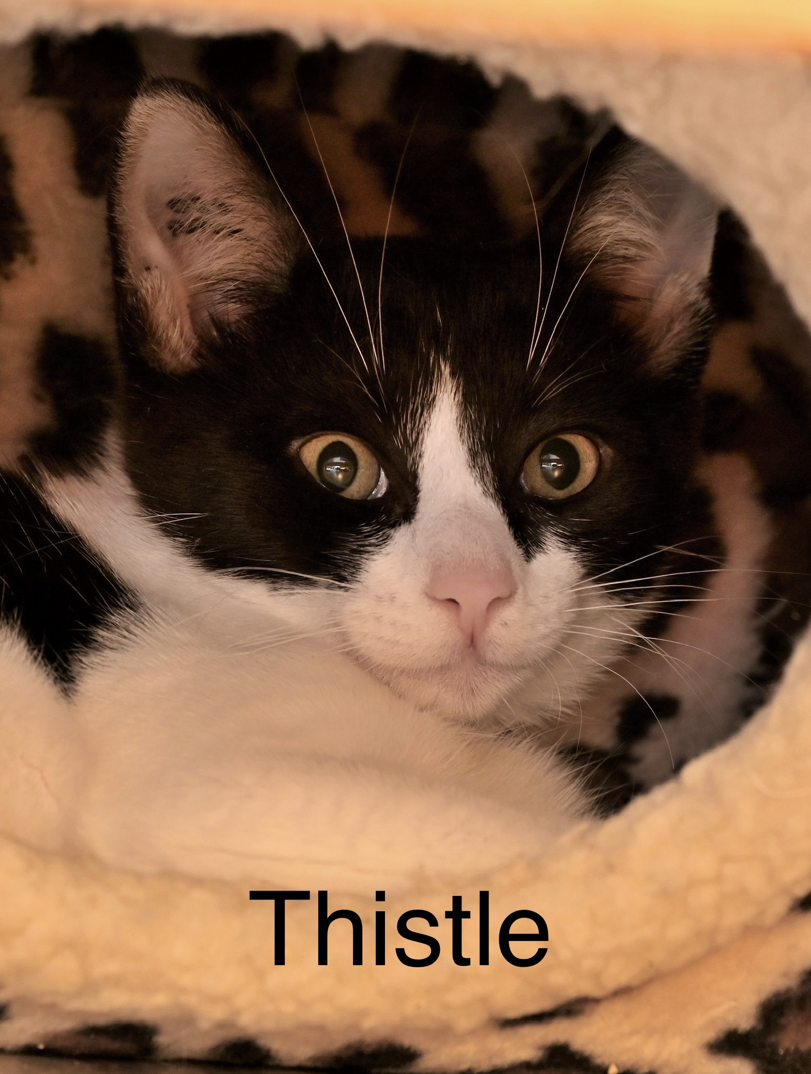 Thistle, an adoptable Domestic Short Hair in Chilliwack, BC, V2P 6H3 | Photo Image 1
