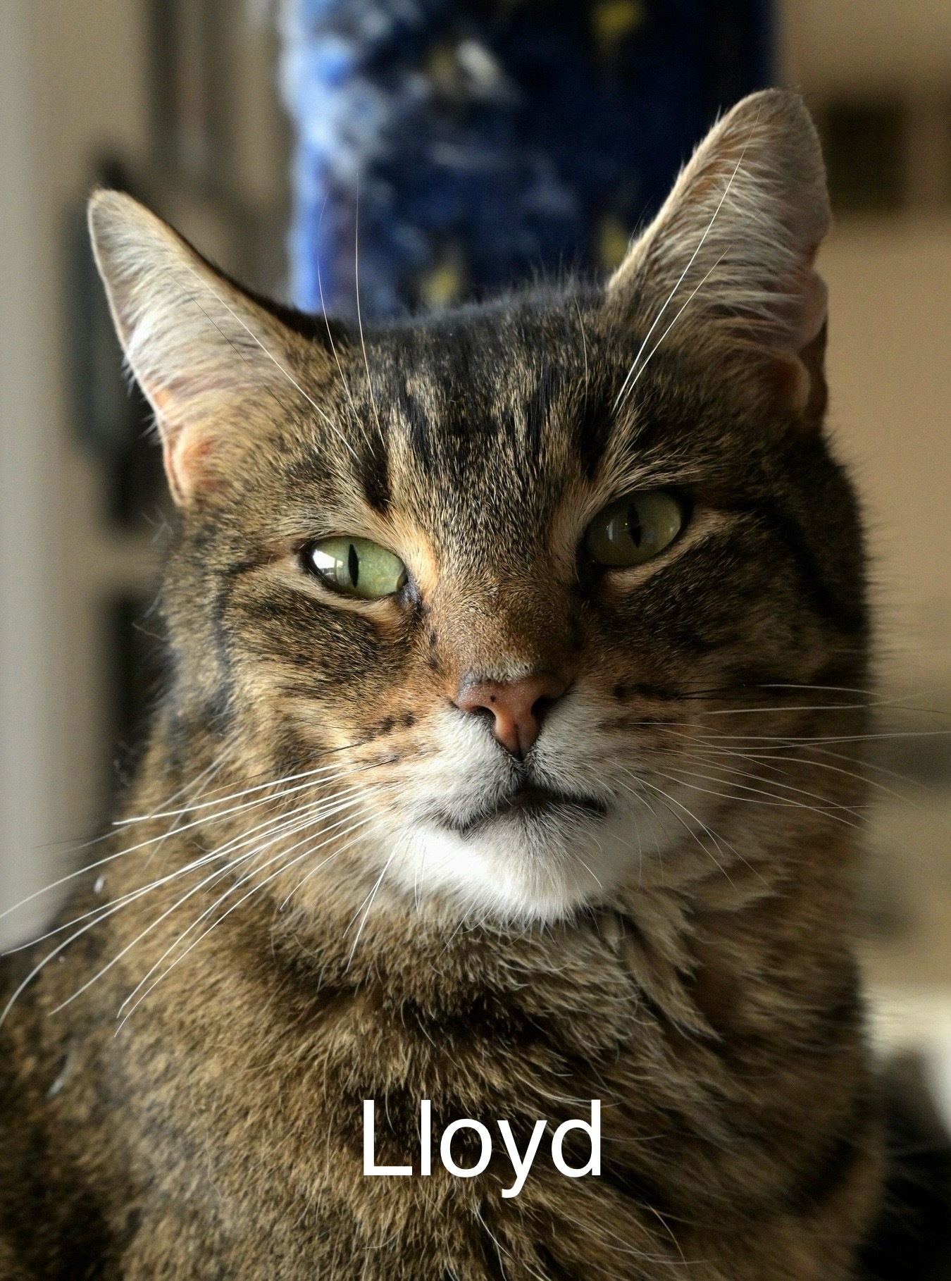 Lloyd, an adoptable Domestic Short Hair in Chilliwack, BC, V2P 6H3 | Photo Image 1