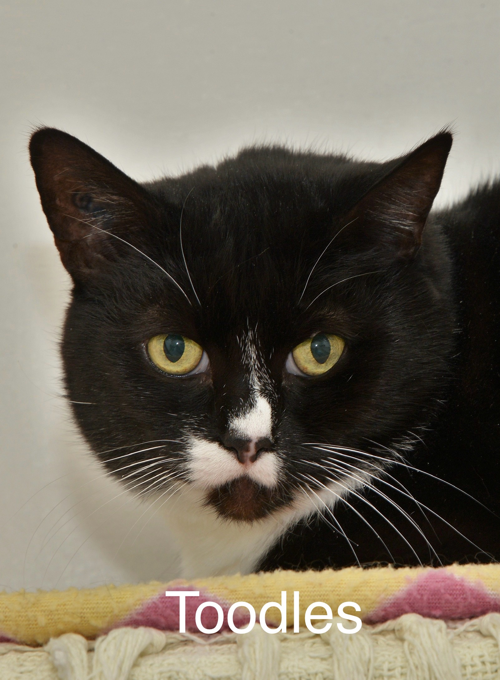 Toodles, an adoptable Domestic Short Hair in Chilliwack, BC, V2P 6H3 | Photo Image 1