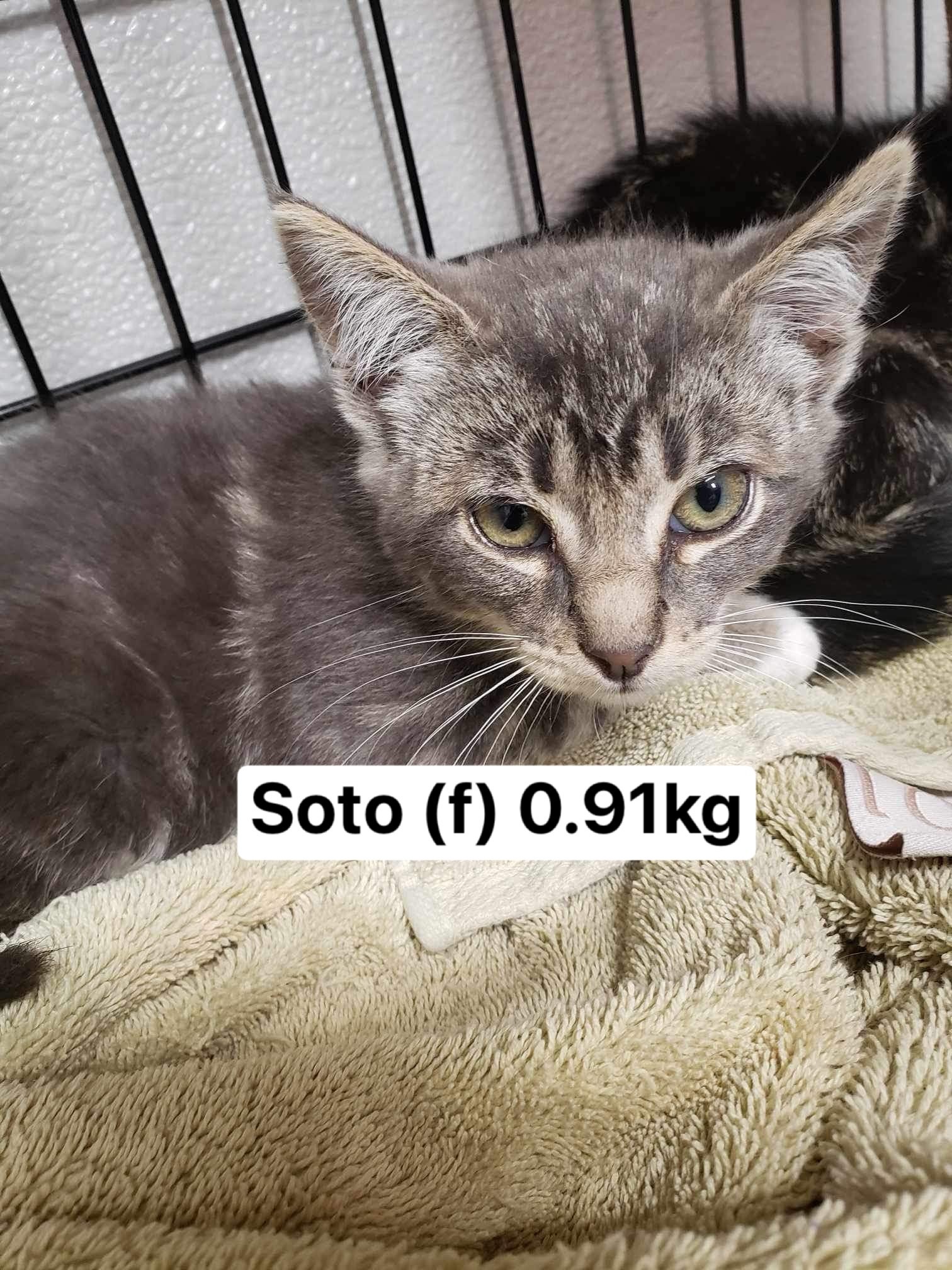 Soto, an adoptable Domestic Short Hair in Chilliwack, BC, V2P 6H3 | Photo Image 1
