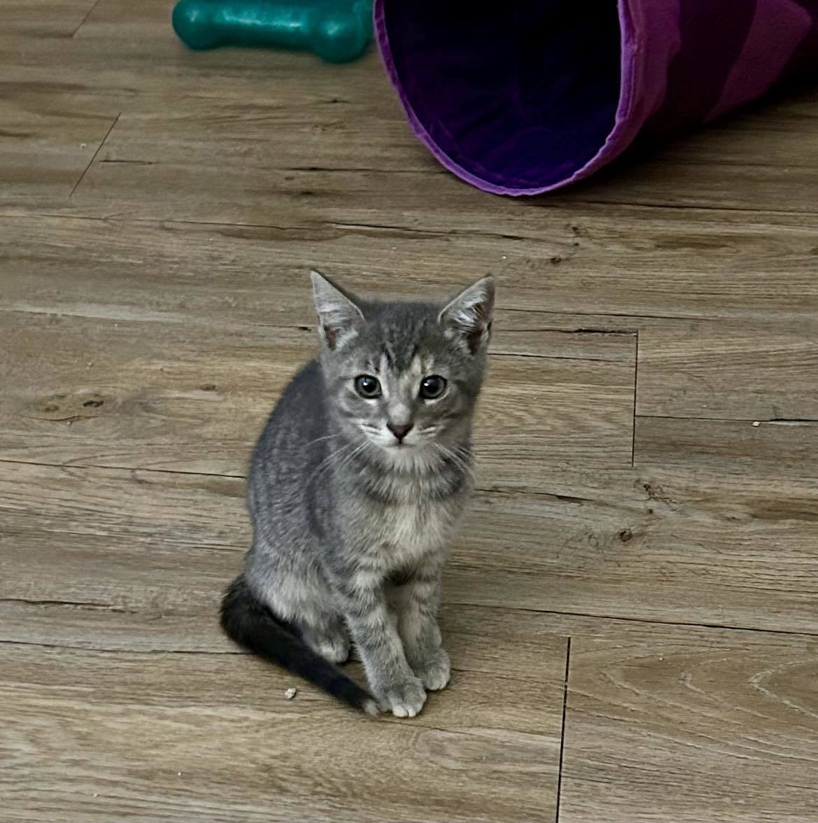 Soto, an adoptable Domestic Short Hair in Chilliwack, BC, V2P 6H3 | Photo Image 2