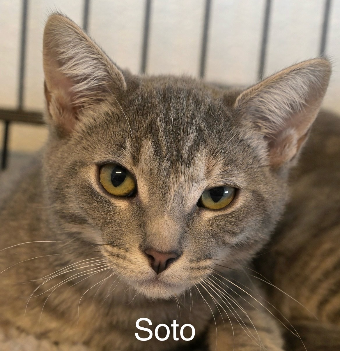 Soto, an adoptable Domestic Short Hair in Chilliwack, BC, V2P 6H3 | Photo Image 3