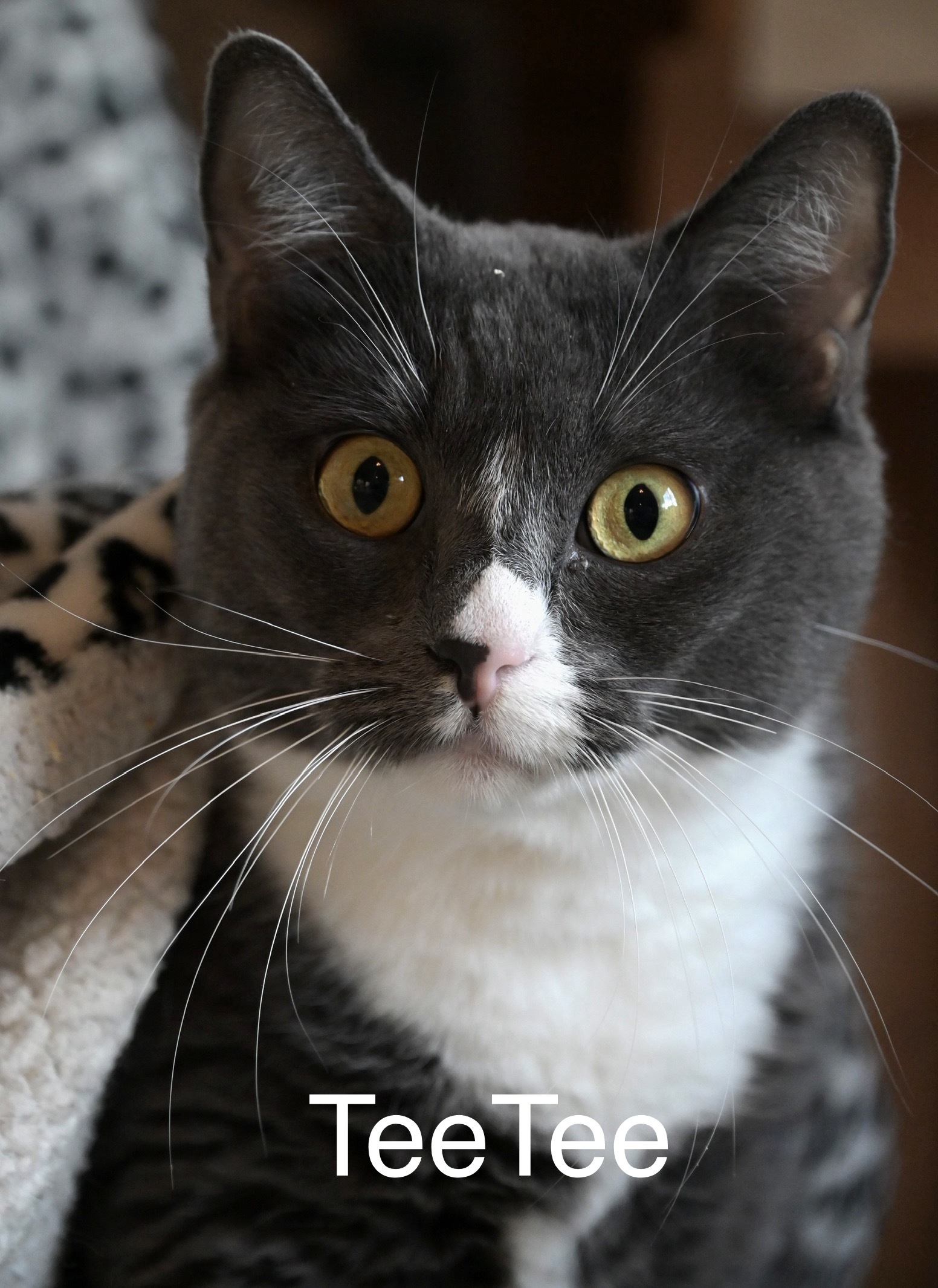 Teetee, an adoptable Domestic Short Hair in Chilliwack, BC, V2P 6H3 | Photo Image 1