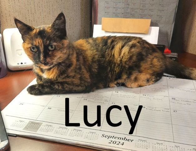 Lucy, an adoptable Tortoiseshell, Domestic Medium Hair in Mountain View, AR, 72560 | Photo Image 1