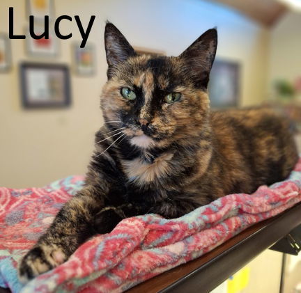 Lucy, an adoptable Tortoiseshell, Domestic Medium Hair in Mountain View, AR, 72560 | Photo Image 1