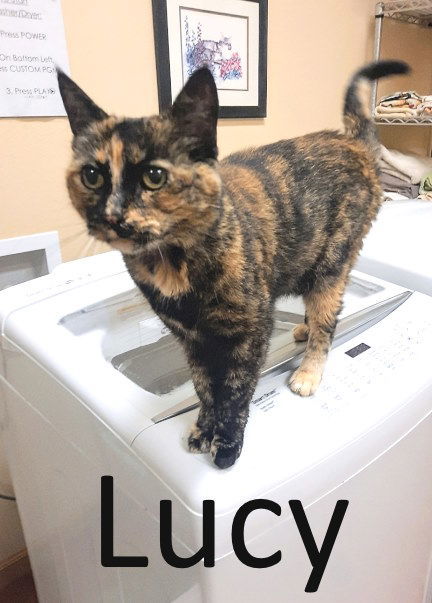 Lucy, an adoptable Tortoiseshell, Domestic Medium Hair in Mountain View, AR, 72560 | Photo Image 2