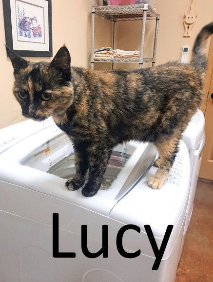 Lucy, an adoptable Tortoiseshell, Domestic Medium Hair in Mountain View, AR, 72560 | Photo Image 3