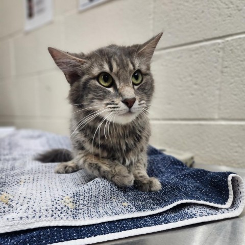 Italy, an adoptable Domestic Medium Hair in Incline Village, NV, 89451 | Photo Image 2