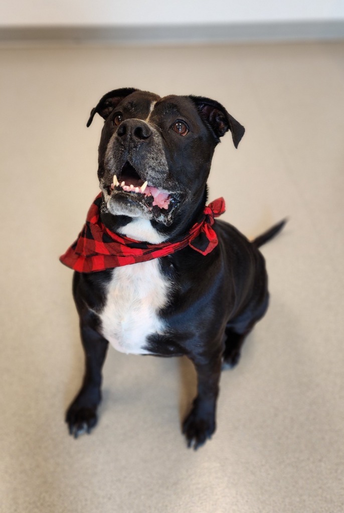 Cane, an adoptable Pit Bull Terrier in Superior, WI, 54880 | Photo Image 1