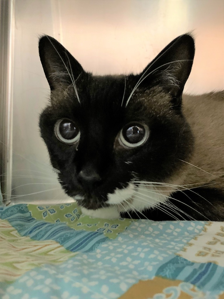 Baby, an adoptable Domestic Short Hair in Kodiak, AK, 99615 | Photo Image 2