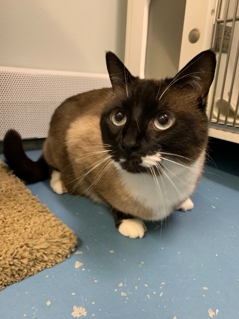 Baby, an adoptable Domestic Short Hair in Kodiak, AK, 99615 | Photo Image 3