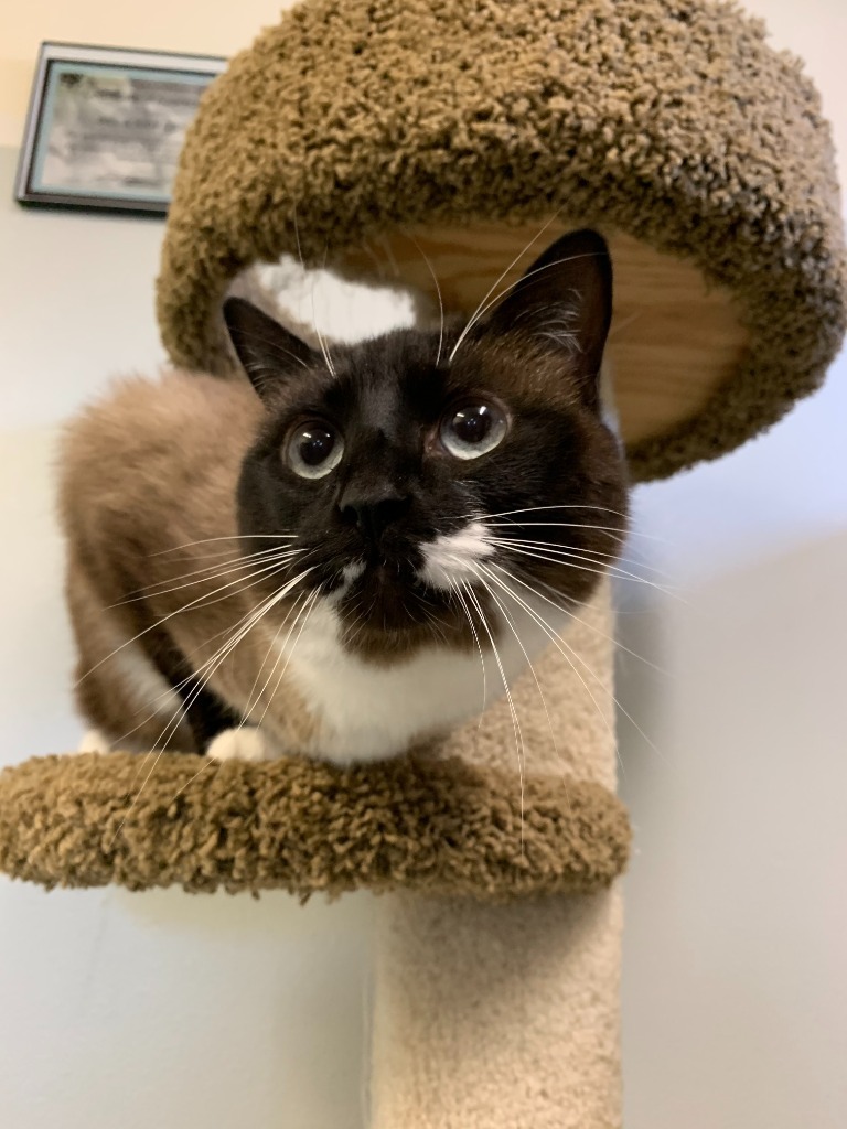 Baby, an adoptable Domestic Short Hair in Kodiak, AK, 99615 | Photo Image 4