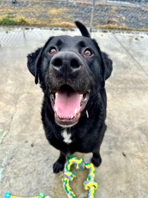 Sig, Adult Male Labrador Retriever