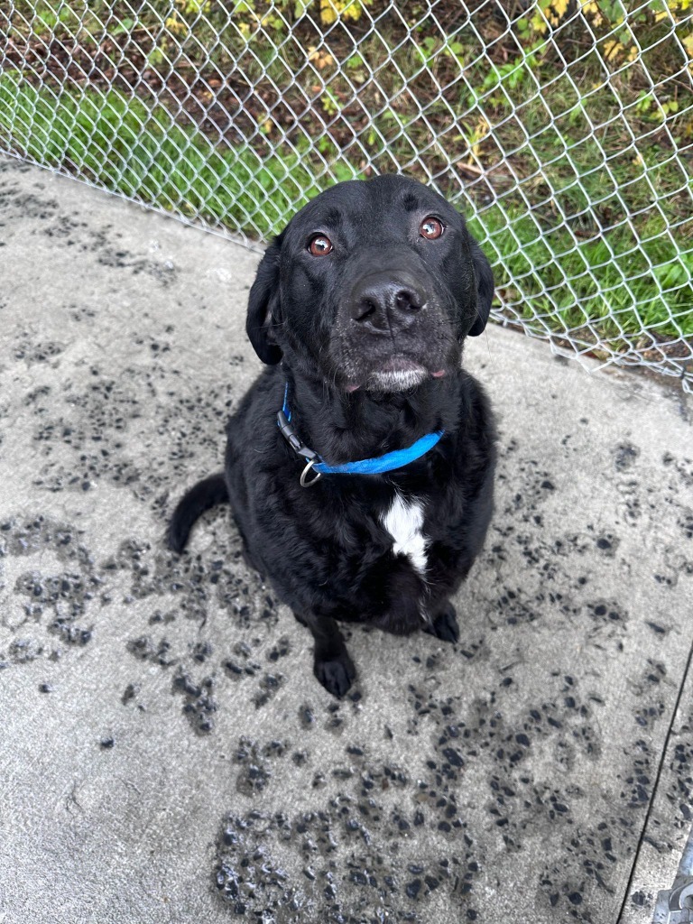 Sig, an adoptable Labrador Retriever in Kodiak, AK, 99615 | Photo Image 2