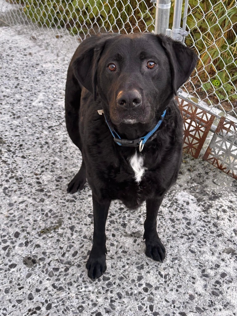 Sig, an adoptable Labrador Retriever in Kodiak, AK, 99615 | Photo Image 3