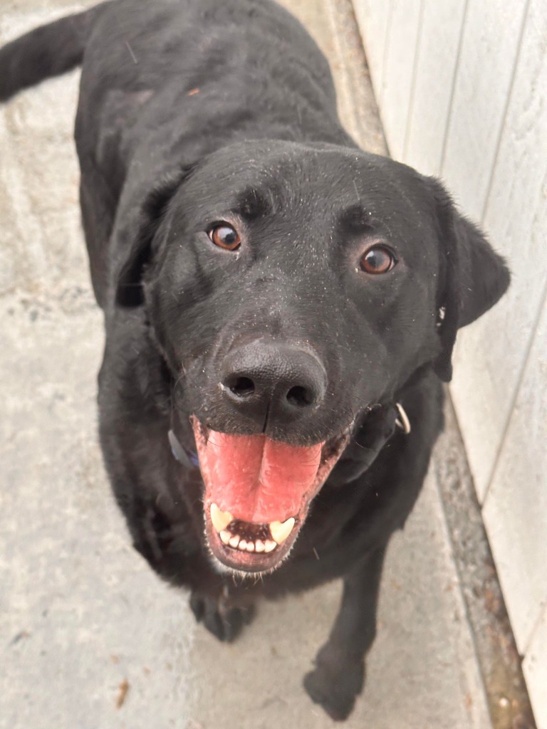 Sig, an adoptable Labrador Retriever in Kodiak, AK, 99615 | Photo Image 4