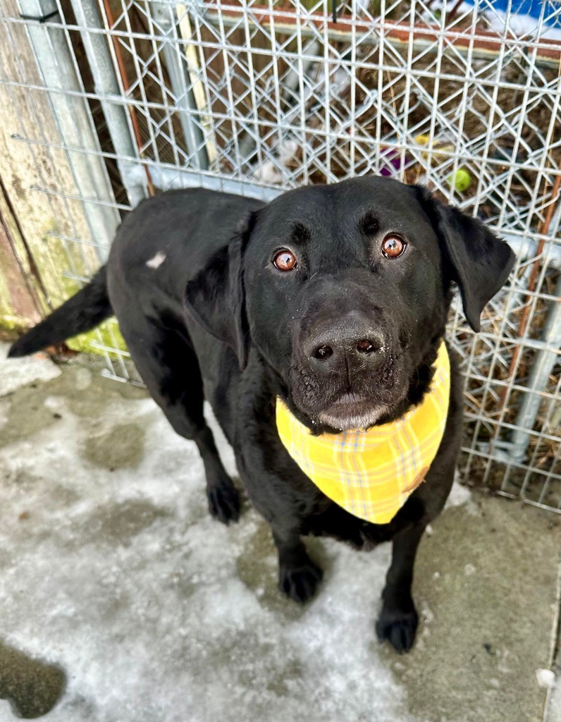 Sig, an adoptable Labrador Retriever in Kodiak, AK, 99615 | Photo Image 5