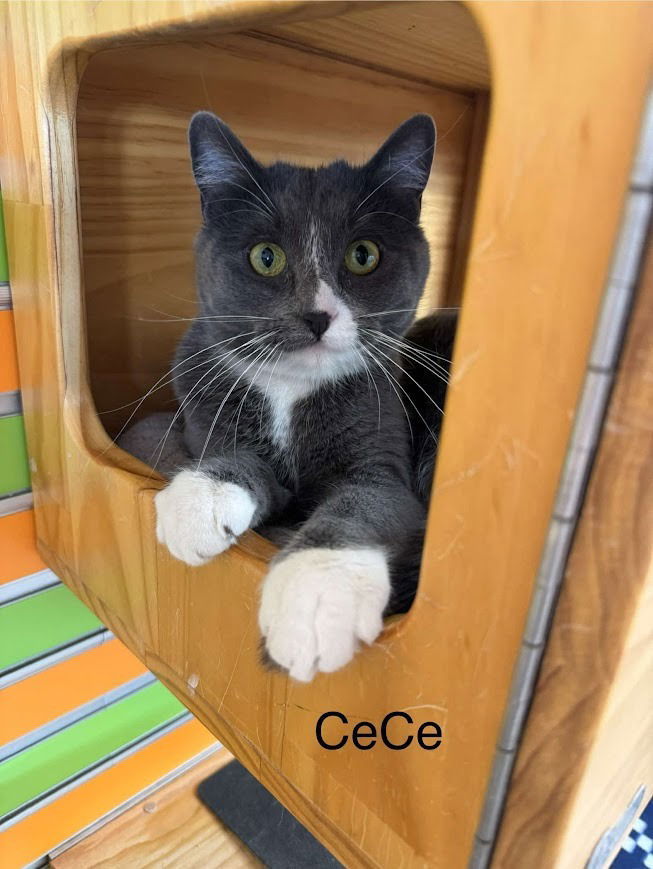 CeCe