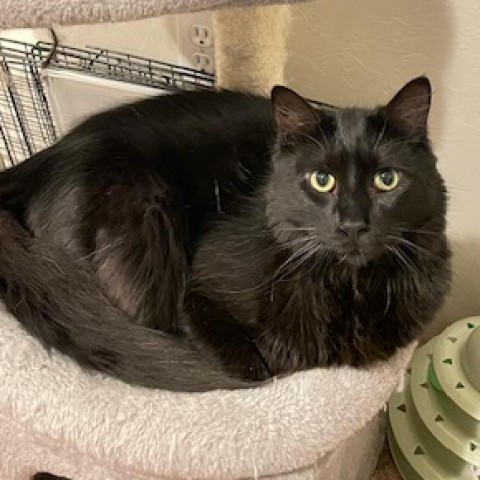 Finn, an adoptable Domestic Long Hair in Talent, OR, 97540 | Photo Image 1