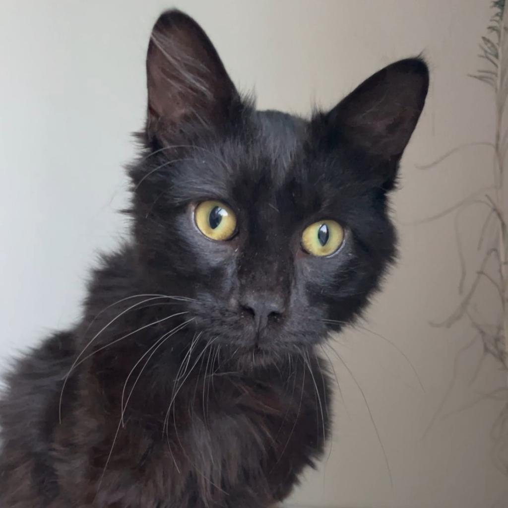 Finn, an adoptable Domestic Long Hair in Talent, OR, 97540 | Photo Image 2