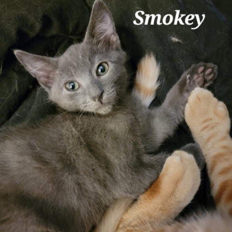 Smokey, an adoptable Domestic Short Hair in Talent, OR, 97540 | Photo Image 1