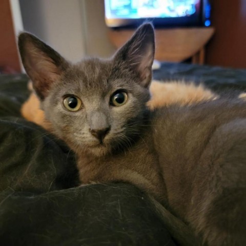 Smokey, an adoptable Domestic Short Hair in Talent, OR, 97540 | Photo Image 3