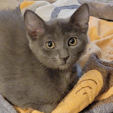 Bear, an adoptable Domestic Short Hair in Talent, OR, 97540 | Photo Image 1