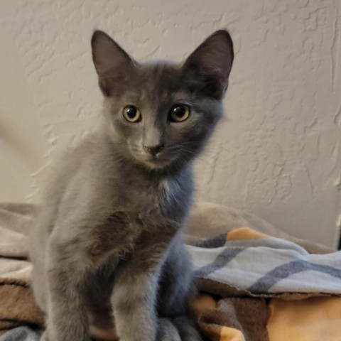 Bear, an adoptable Domestic Short Hair in Talent, OR, 97540 | Photo Image 2