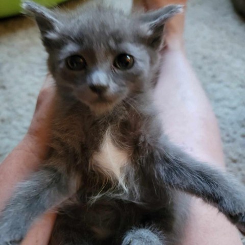 Bear, an adoptable Domestic Short Hair in Talent, OR, 97540 | Photo Image 3