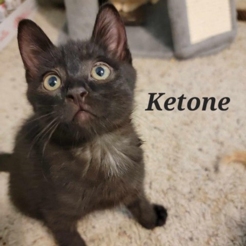 Keytone, an adoptable Domestic Short Hair in Talent, OR, 97540 | Photo Image 4