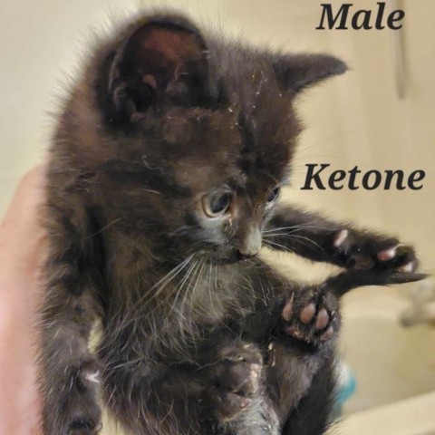 Keytone, an adoptable Domestic Short Hair in Talent, OR, 97540 | Photo Image 6