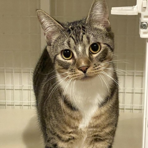 Beans, an adoptable Domestic Short Hair in Talent, OR, 97540 | Photo Image 1