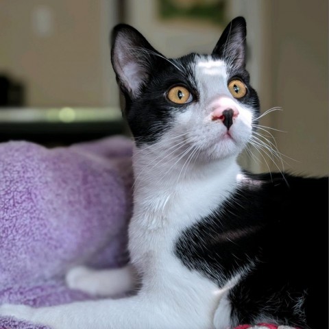 Vincent, an adoptable Domestic Short Hair in Talent, OR, 97540 | Photo Image 1