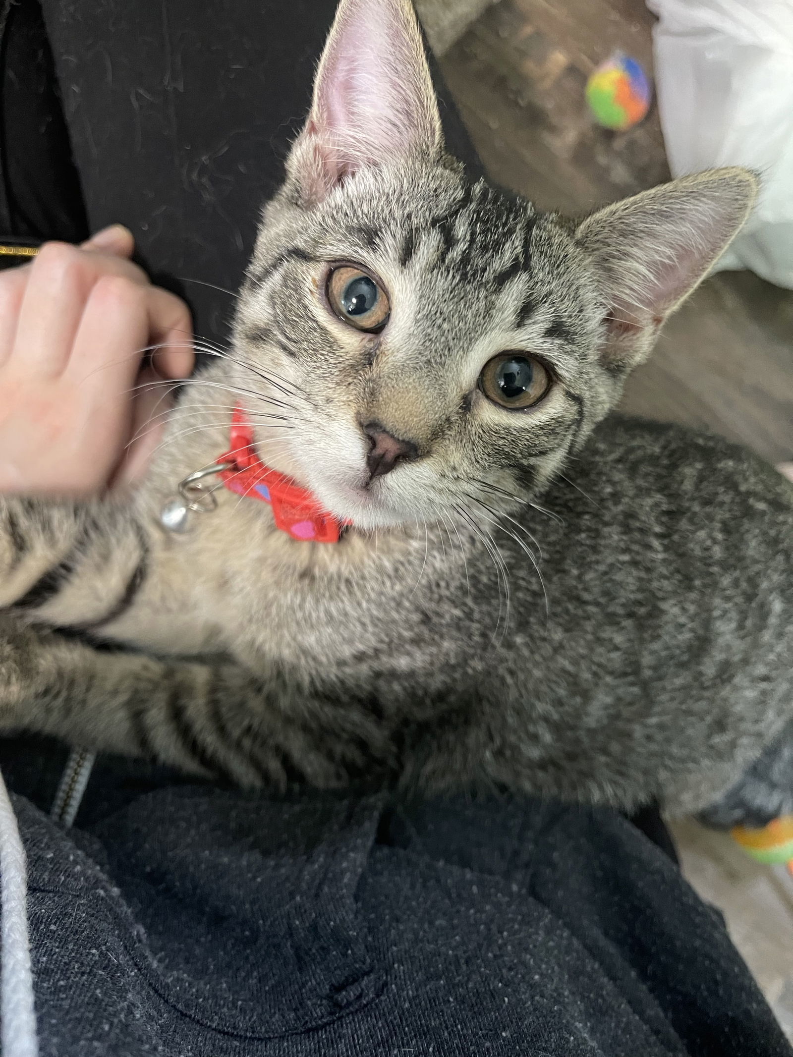 Archie