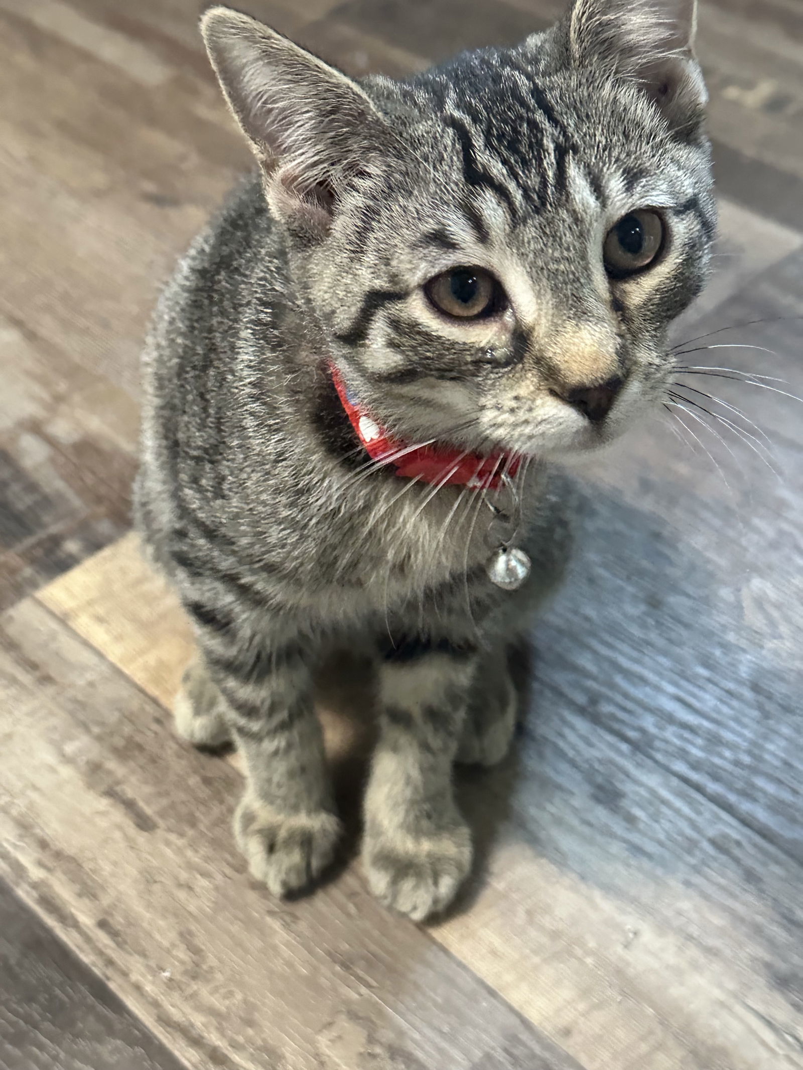Archie
