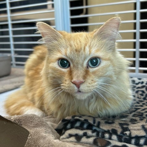 Soshi, an adoptable Domestic Long Hair in Hailey, ID, 83333 | Photo Image 1